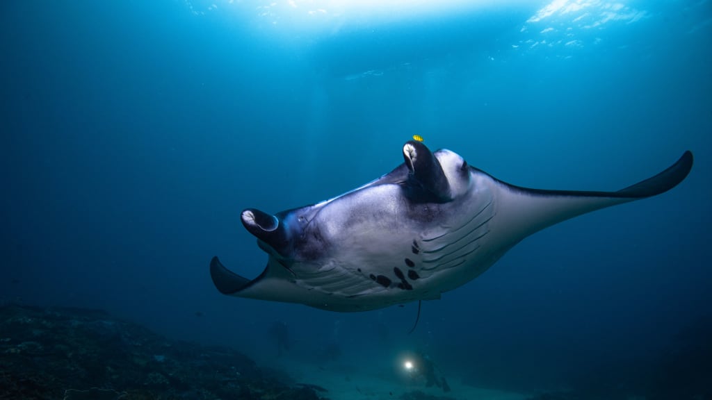 Nusa Penida Diving